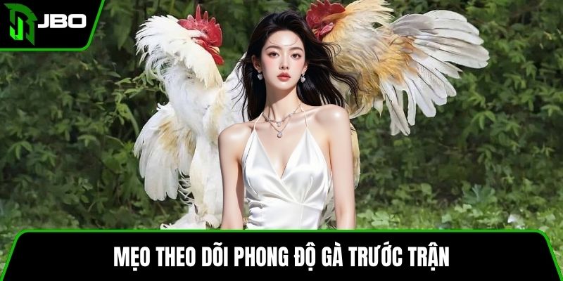 Gà Nòi Campuchia – Cách Nuôi, Huấn Luyện Và Mẹo Đá Gà 4 Mẹo theo dõi phong độ gà trước trận