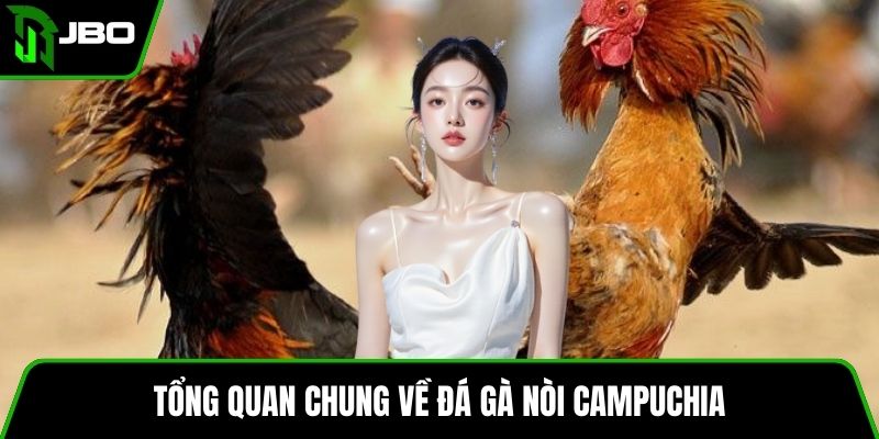 Gà Nòi Campuchia – Cách Nuôi, Huấn Luyện Và Mẹo Đá Gà 2 Tổng quan chung về đá gà nòi Campuchia